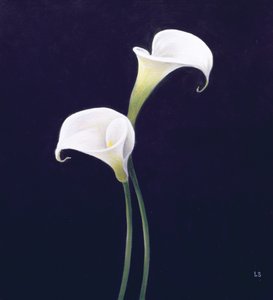 Lily